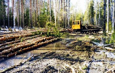 Вырубка леса в Ленобласти